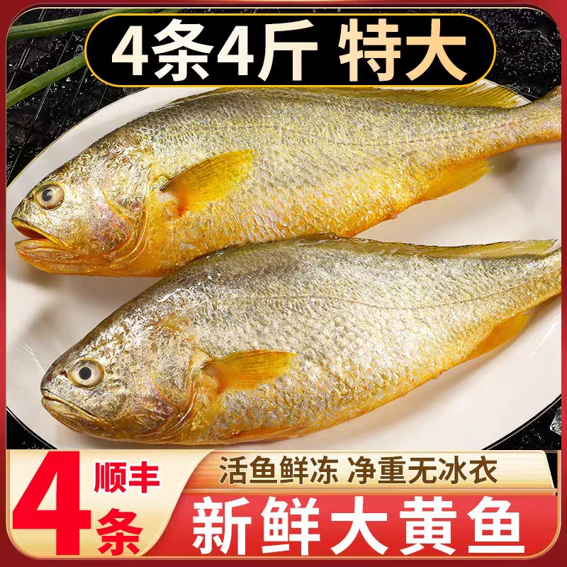 新鲜野生深海大黄花鱼