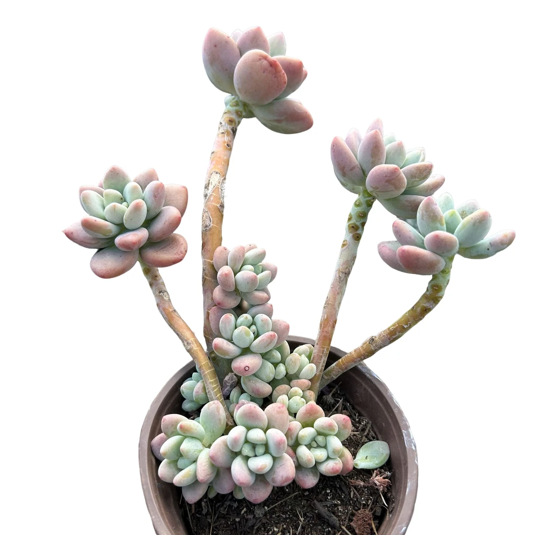 120#老桩红洛神2盆脱土 多肉植物室内绿植净化空气