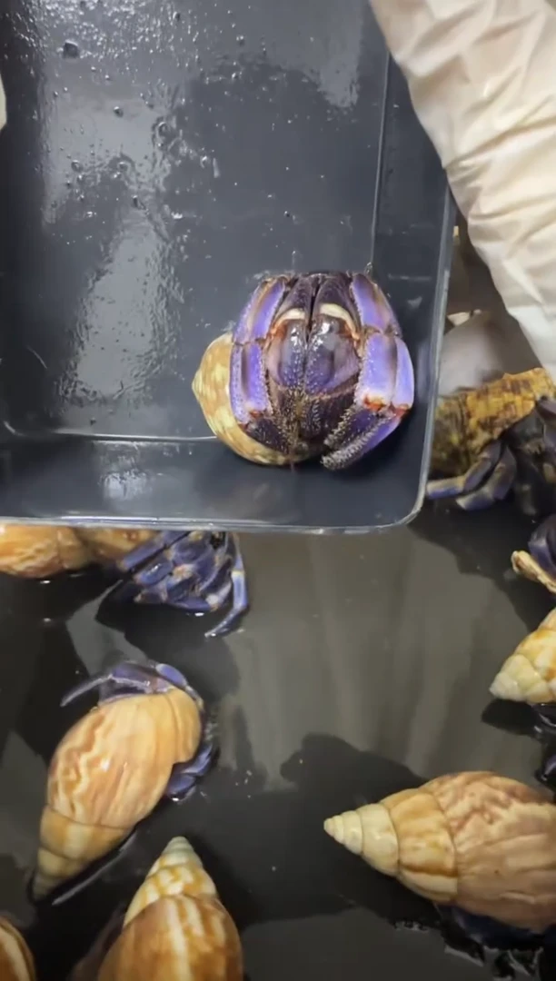 紫陆寄居蟹蓝色竞拍