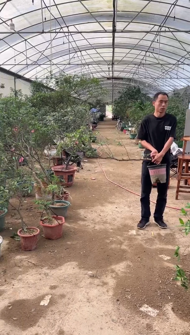 当前无花朵，栽培后可花朵最***站海岛栀子花