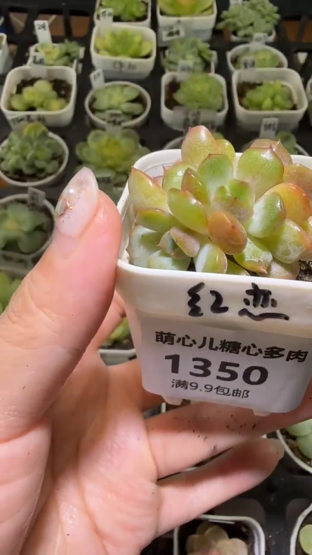 1350  红恋多肉植物