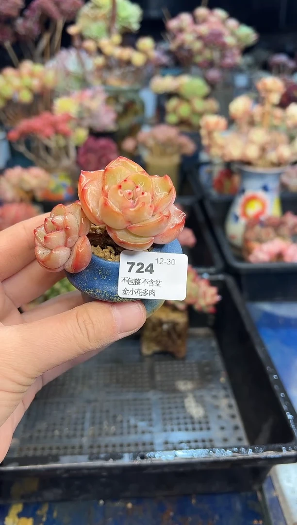 【闪购商品】724不带盆