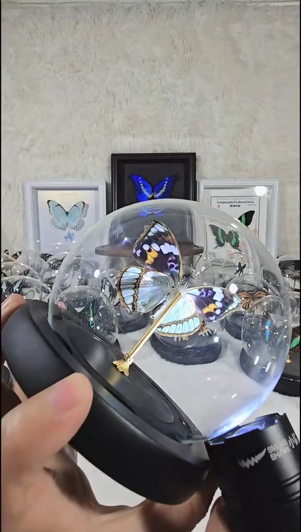 白板迷蛱蝶水晶球蝴蝶标本