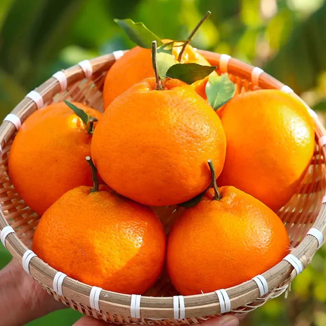 【不打脱酸剂】--四川春见耙耙柑新鲜水果当季热卖丑橘子耙耙柑