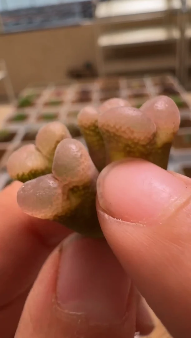 美丽的肉石头-138
