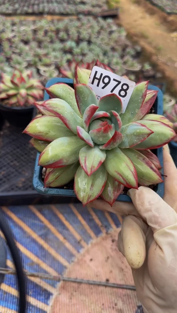 H978惊鸿仙子（裸根发货）