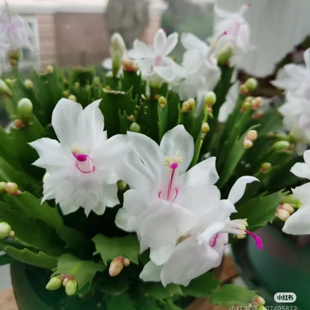 【白色蟹爪兰】重瓣白玛丽带花苞盆栽花卉绿植