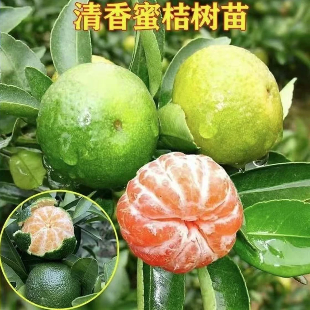 【新品种早熟青皮蜜桔苗 】日南一号橘苗盆栽地栽四季种植果树苗