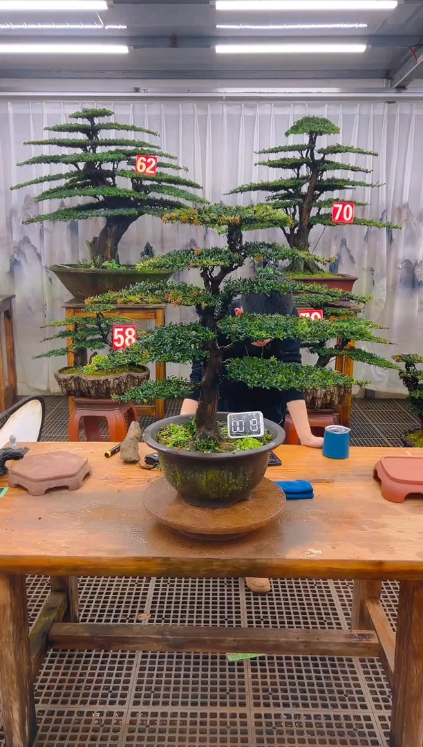 无花朵精品盆景直播间一物一拍