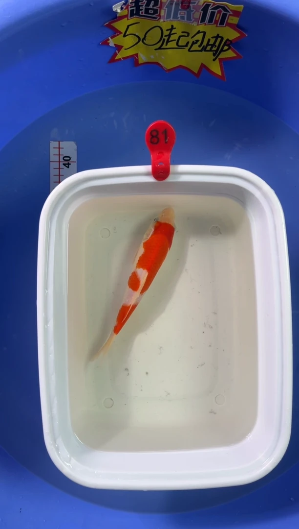 锦鲤活体二号链接