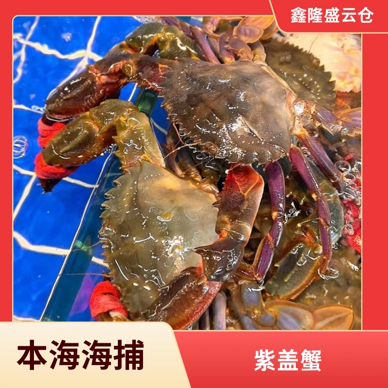 渤海本海紫盖蟹  花盖蟹 赤甲红 鲜活发货
