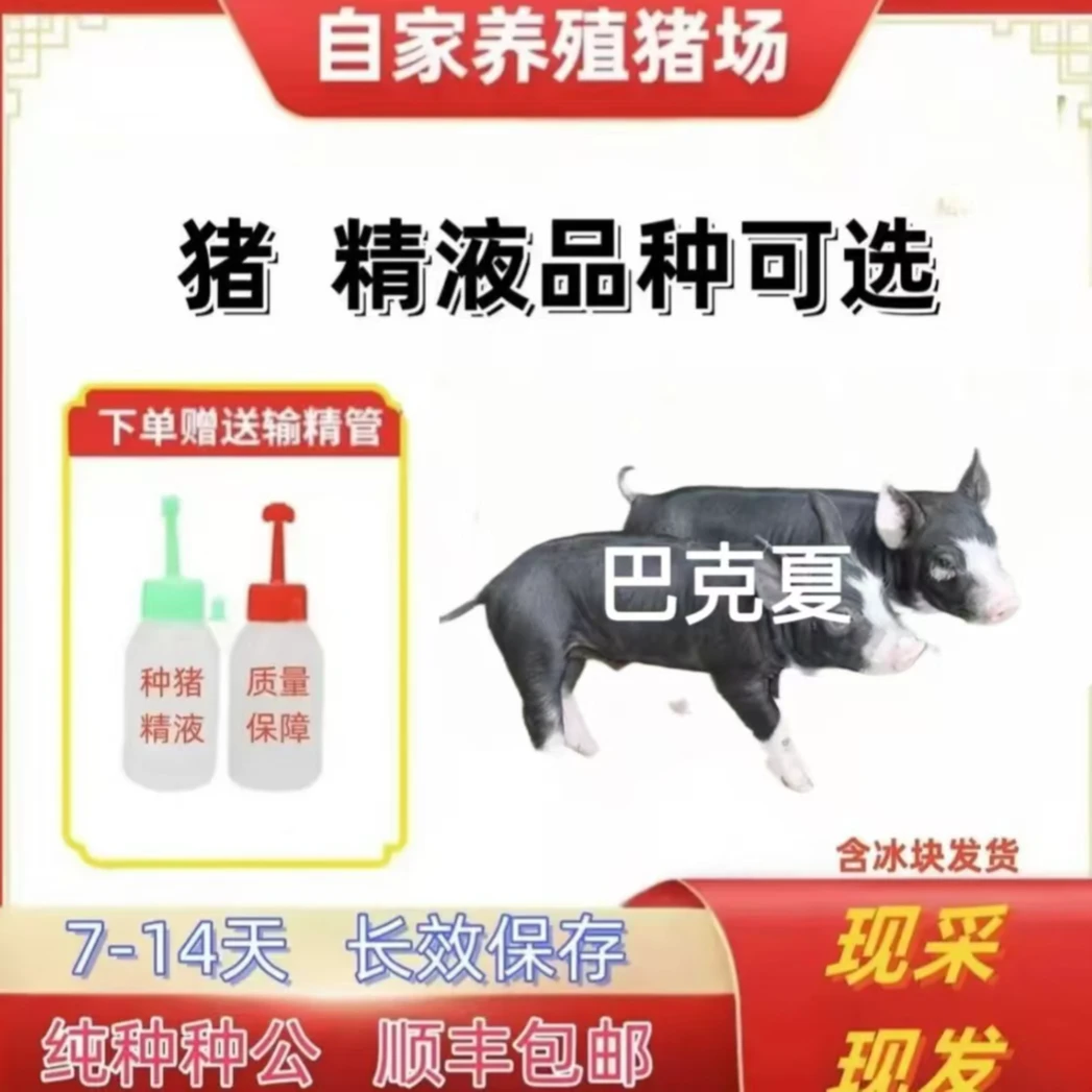 巴克夏种公精液一件包邮宝对版生态养殖批发输精管猪用耗材