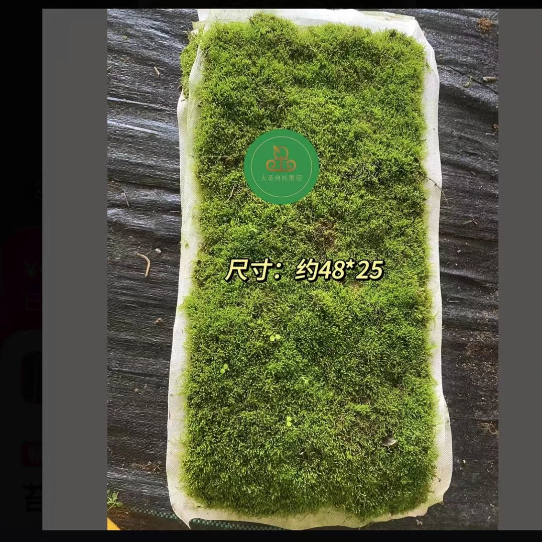 水陆缸土培短绒苔藓 细雨苔藓 规格48*25cm