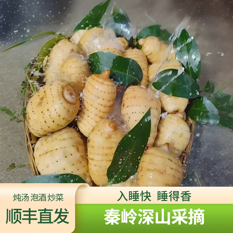 【爆款天麻-中果】略阳天麻，秦岭深山鲜食天麻，真空保鲜，中果