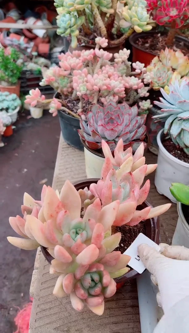 ༄*?多肉植物一物一拍05141