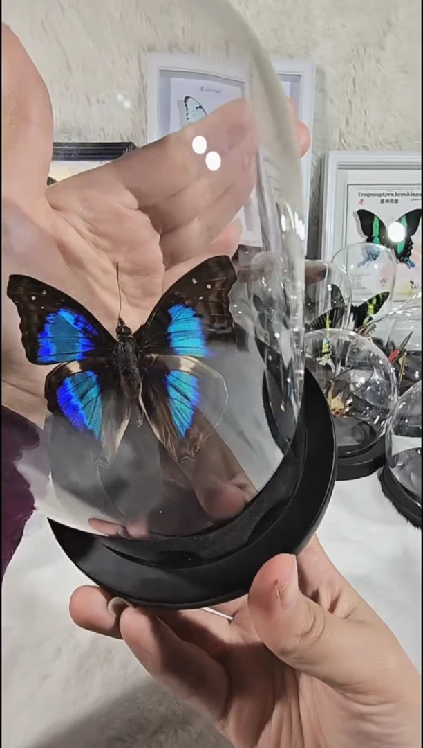 蓝带荣玻璃柱真实蝴蝶标本