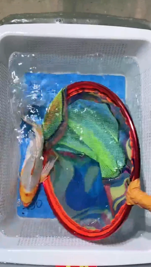 锦鲤锦鲤蝴蝶鲤鱼拍开箱视频包售后歪嘴微瑕