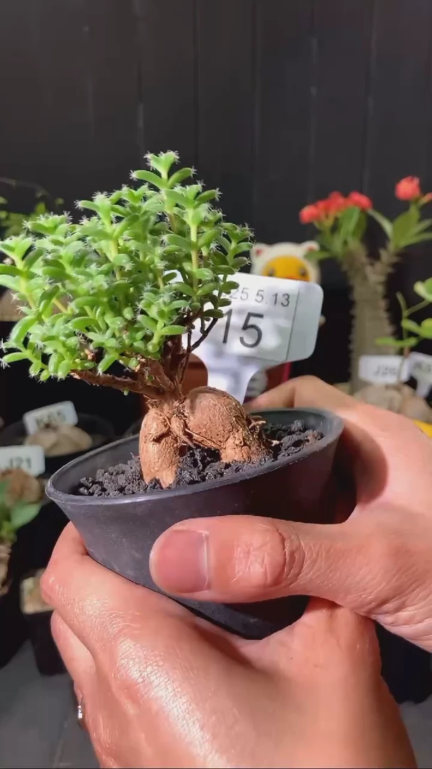 15号5.13 姬红小松