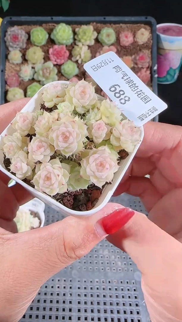 多肉1129-688（群生不包整）