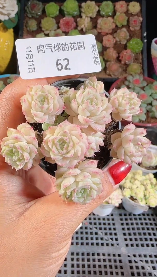 1111-62群生不包整
