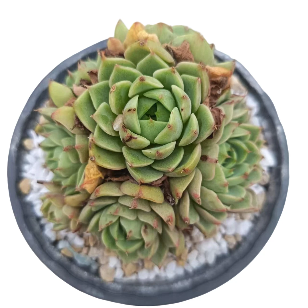 笨吧一颗脱土发货(拼满15元包邮)多肉植物阳台露台办公室绿植植