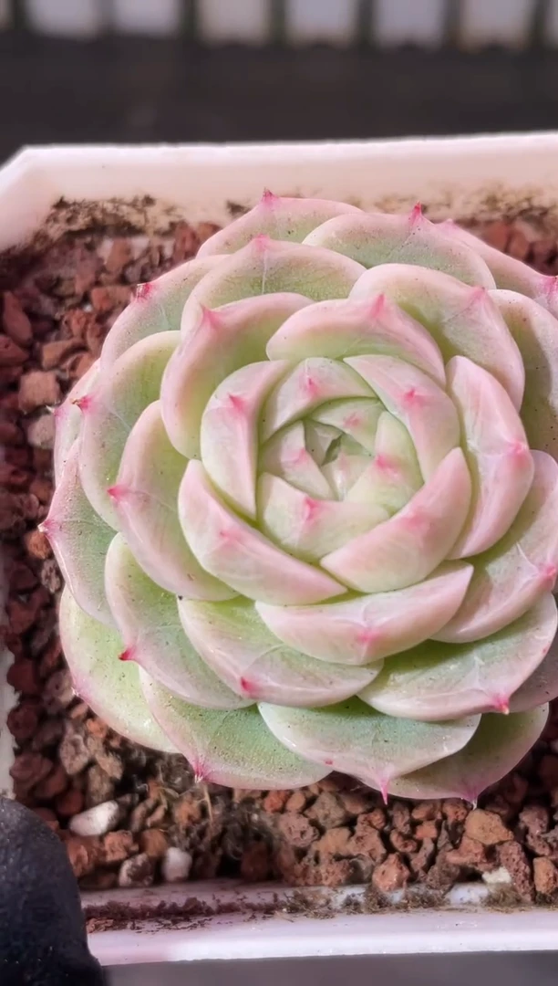 5-21神音3-4厘米量拍发一颗