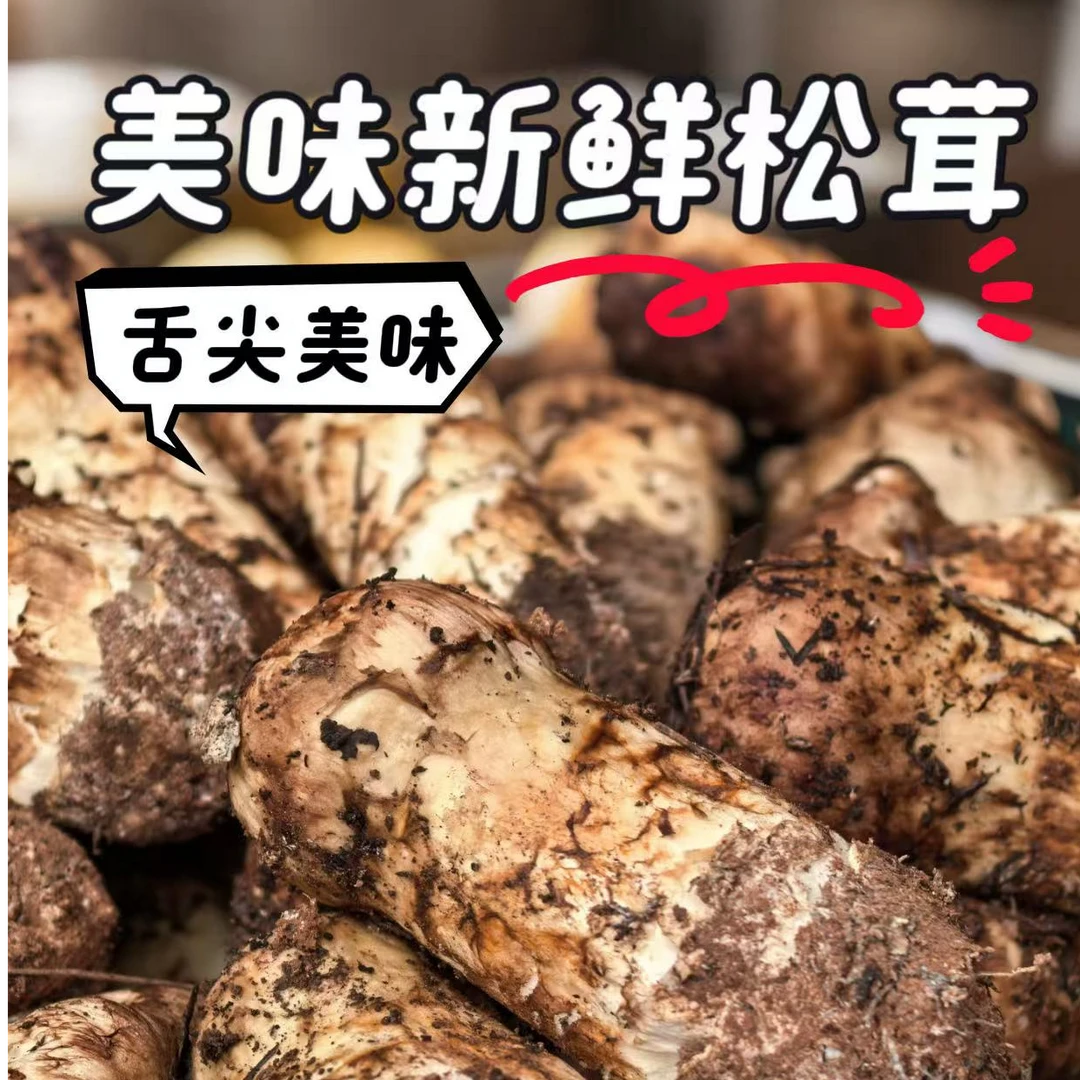 云南新鲜松茸 刺身 碳烤 煲汤 香味浓郁 顺丰冷链包邮 500g 1000g