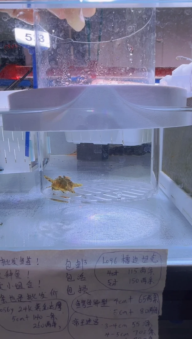 清道夫鱼5+不包入缸损53