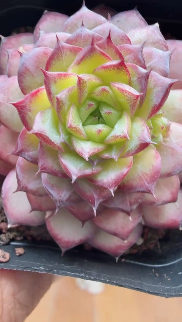 东云多肉园新款-78