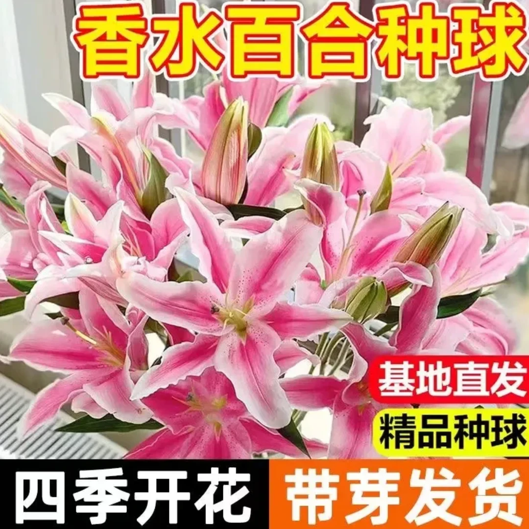 直发进口香水百合种球室内外四季种植香水百合花单瓣带芽盆栽