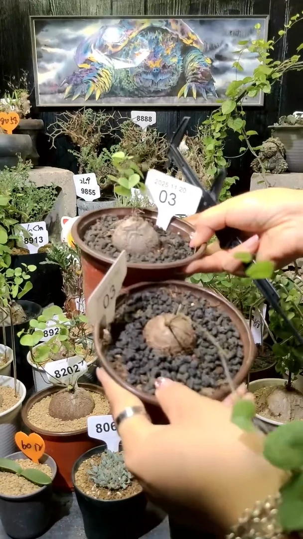 3号1120福利南非龟甲龙买一送一