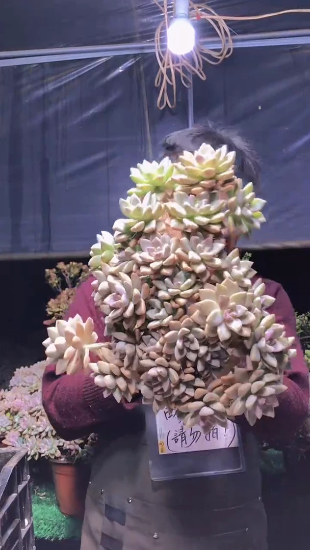 157淡雪缀化一物一拍