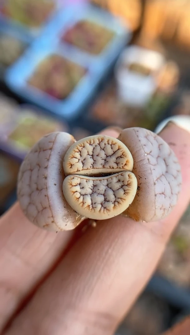 【闪购商品】直播间一物一拍7029