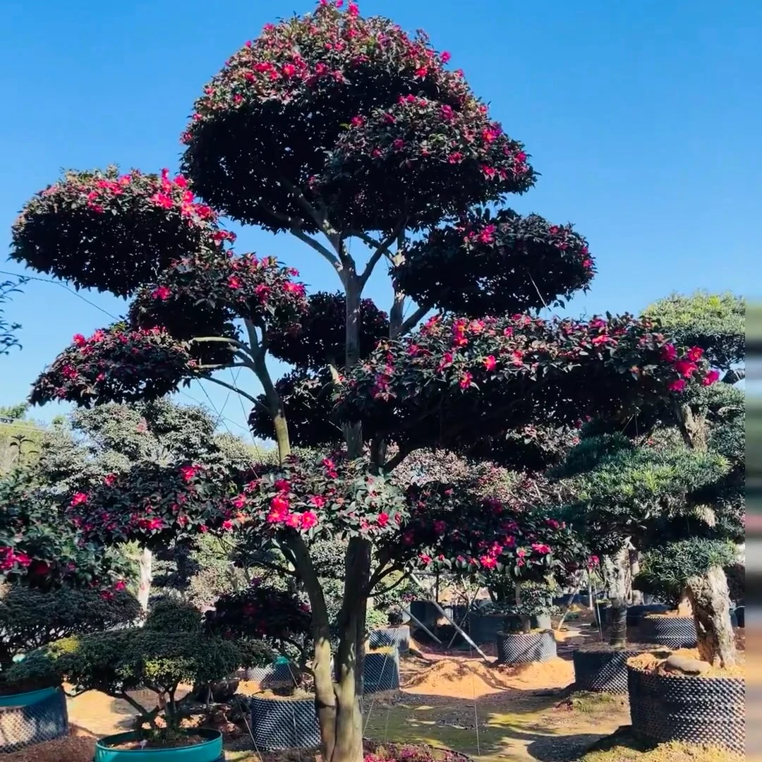 【茶梅耐寒冬天开花】财神丹玉立寒狮子头庭院冬天耐寒造景四季长青