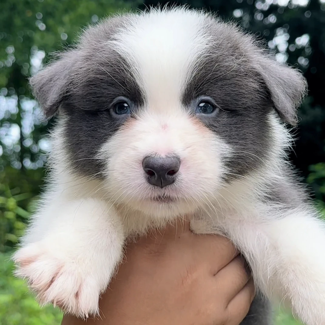 成都边牧犬舍(活体)