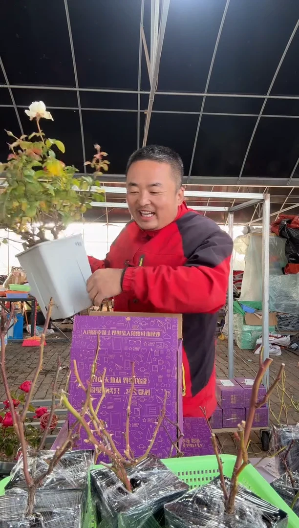 当前无花朵，栽培后可花朵一****儿波莱罗6.5L