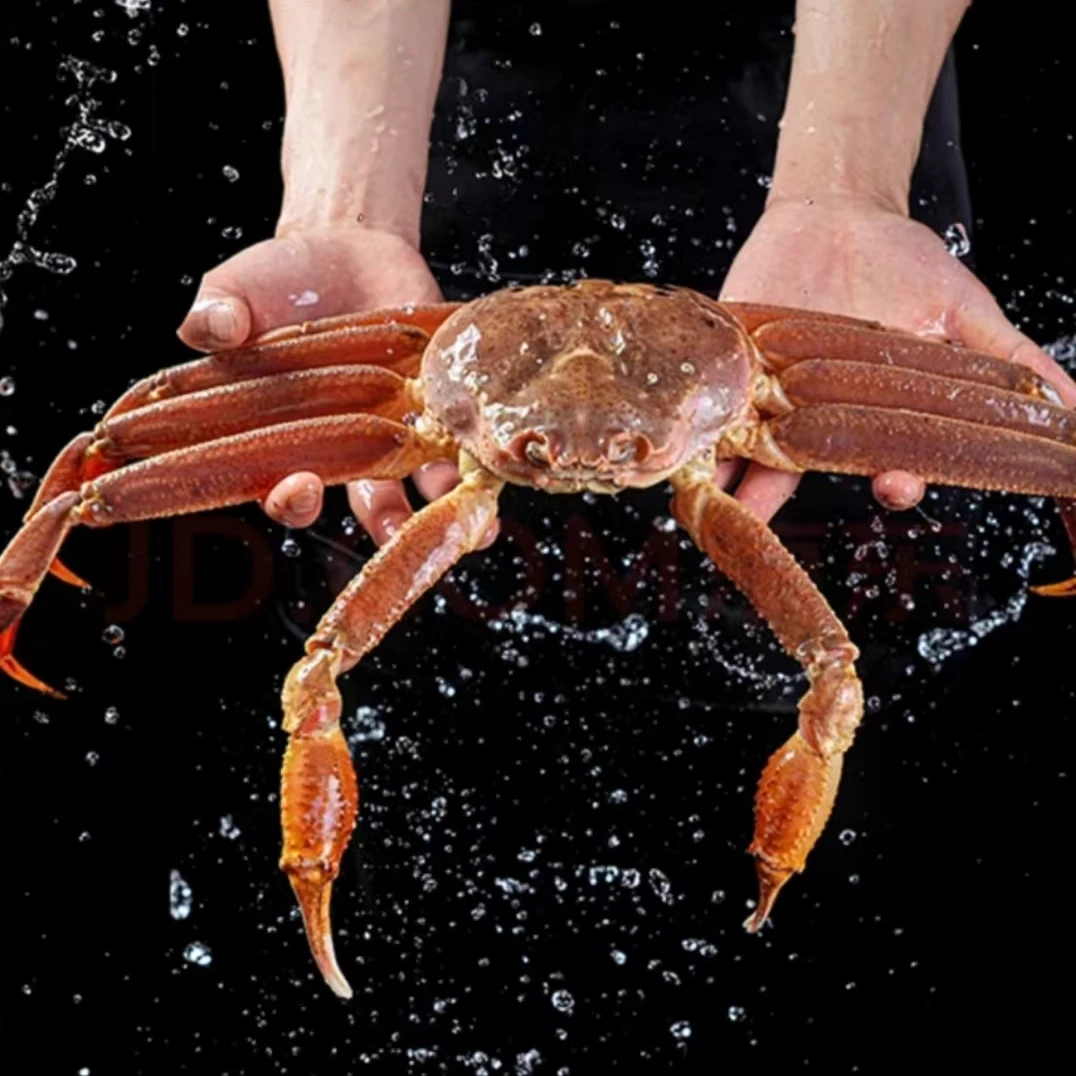 俄罗斯活板蟹  雪蟹  长脚蟹
