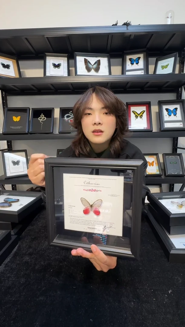 玻璃真实蝴蝶标本