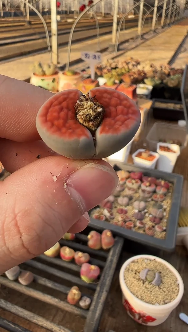 当前无花栽培后可以开花一颗蓝体冰橙