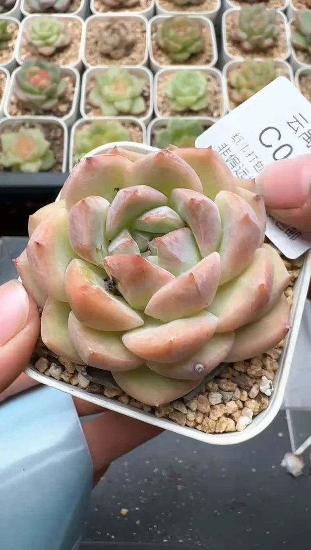 803C云禹多肉植物 带盆土纸巾打包 3颗包邮