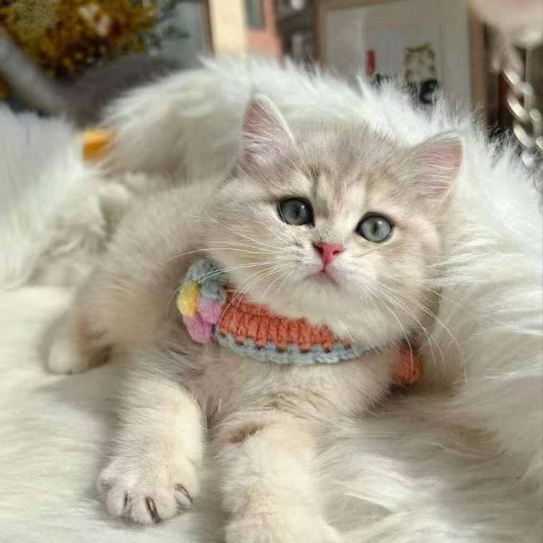 [娟娟猫舍]英短纯种猫咪