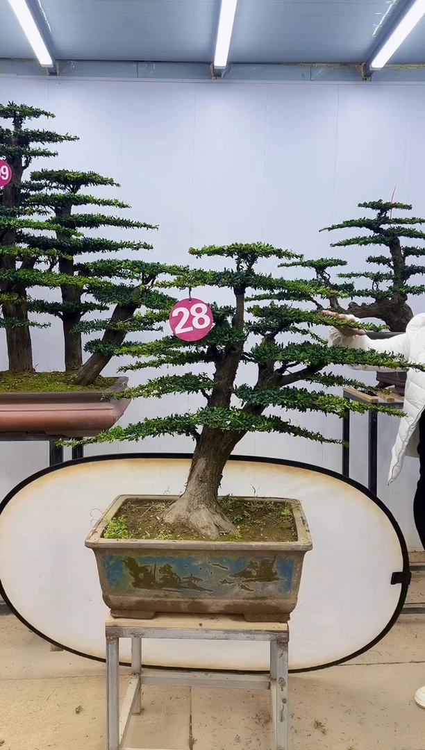 无花朵一物一拍，所见即所得