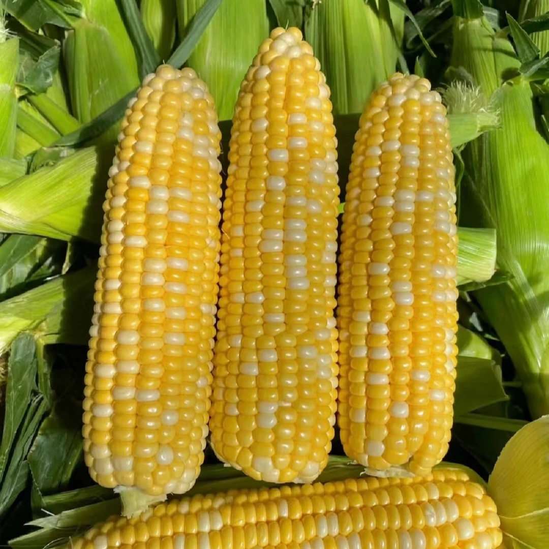 【东胜同城送】海南A级水果玉米（生）（1斤）