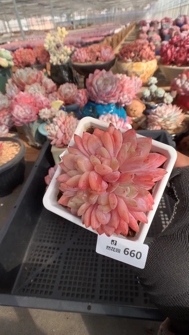 660雪天使缀多肉植物一物一拍