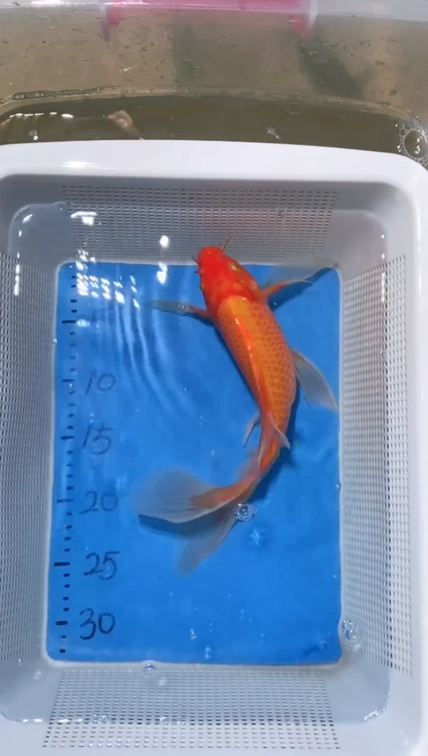 锦鲤锦鲤蝴蝶鲤鱼拍开箱视频包售后