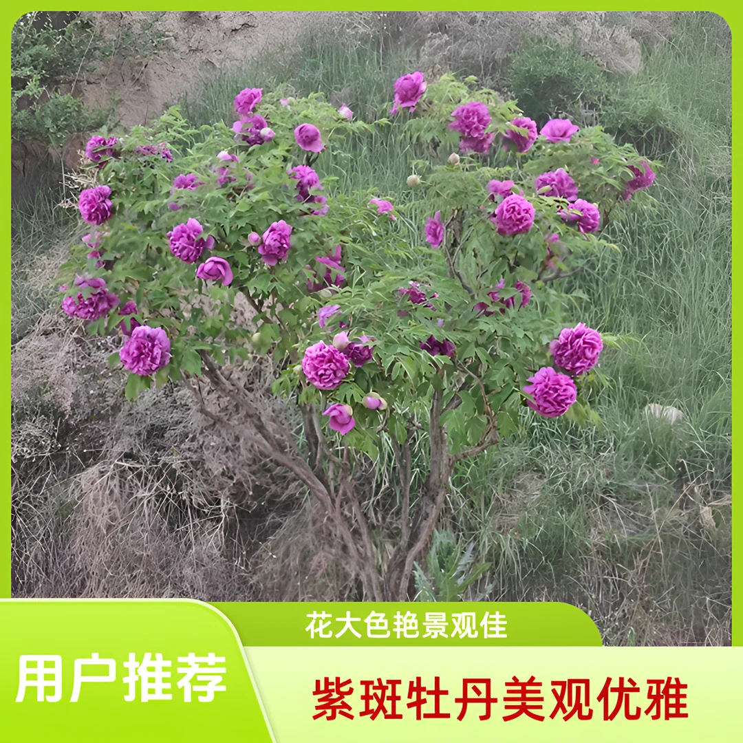 紫斑牡丹紫绣球冠幅1.7，高1.8米，粗9公分