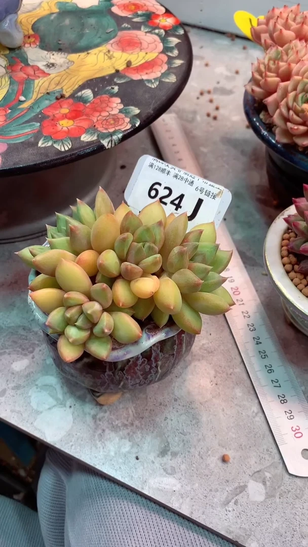 624J（一物一拍实付满28发货，默认不带盆土）