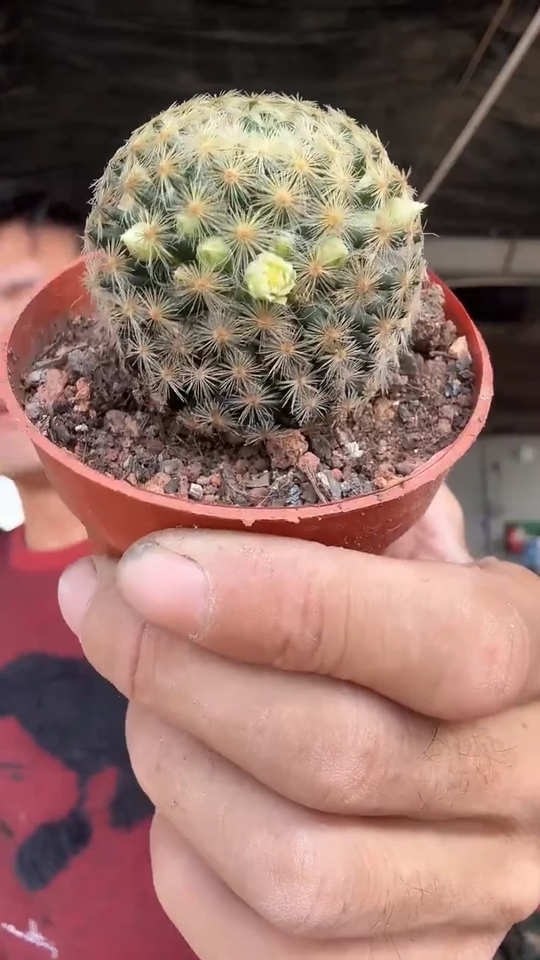 实生绿花明星9.99