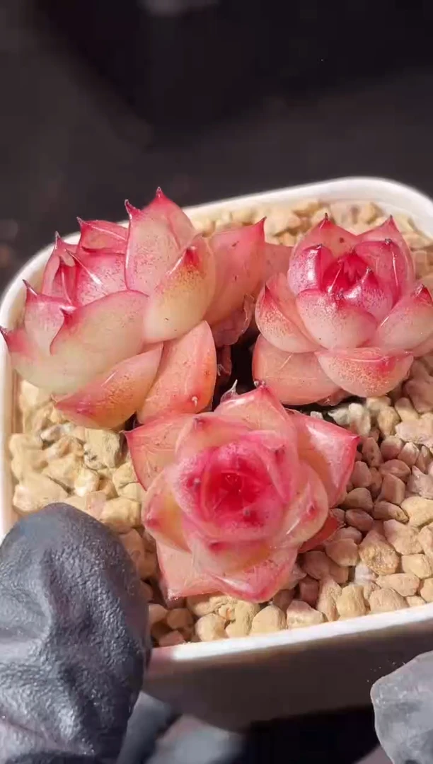 6-36熔岩之心3-4厘米不包整散量拍发一颗