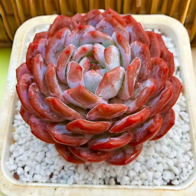 樱花橙精品多肉  新手好养 满9.9包邮以直播间为标准发货精选精养